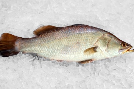 Whole Fish